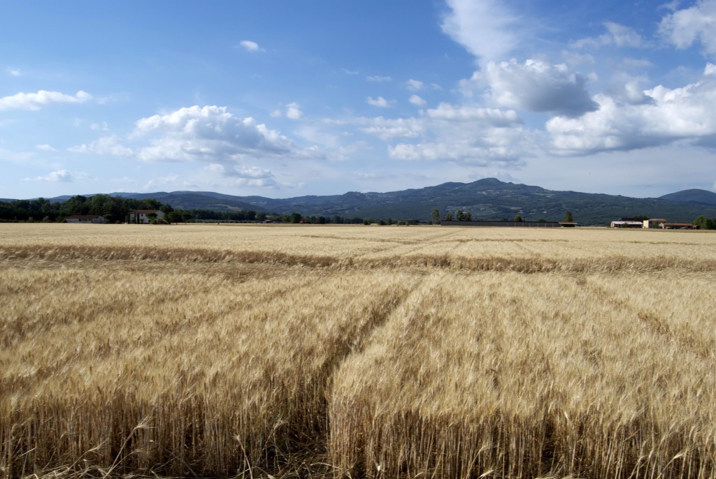 maremma
