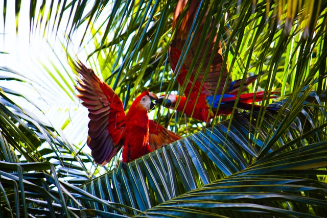 costa rica