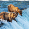 L’Alaska è un modello per il turismo